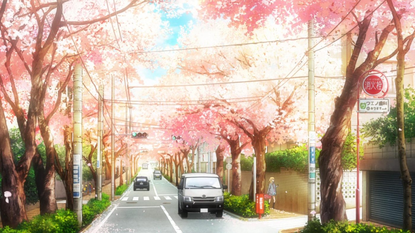 Cherry blossoms bloom along a road
